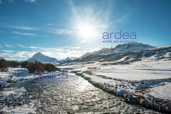 : River flows through snowy valley in winter with : River flows through snowy valley in winter with