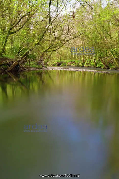 : River Fowey : River Fowey