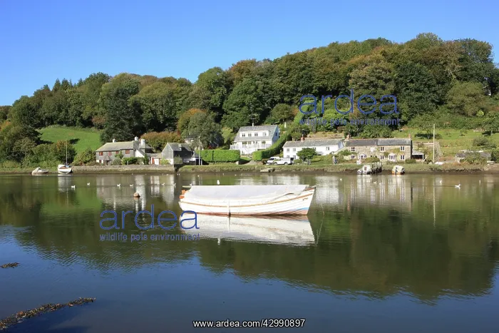 : The River Fowey on sunny morning in late summer at the Corni : The River Fowey on sunny morning in late summer at the Corni