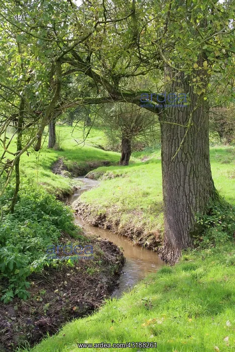 : The river Gulp near Slenaken, Limburg : The river Gulp near Slenaken, Limburg