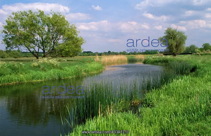 : River - Houghton & Hemingford meadow walks on ouse valley : River - Houghton & Hemingford meadow walks on ouse valley
