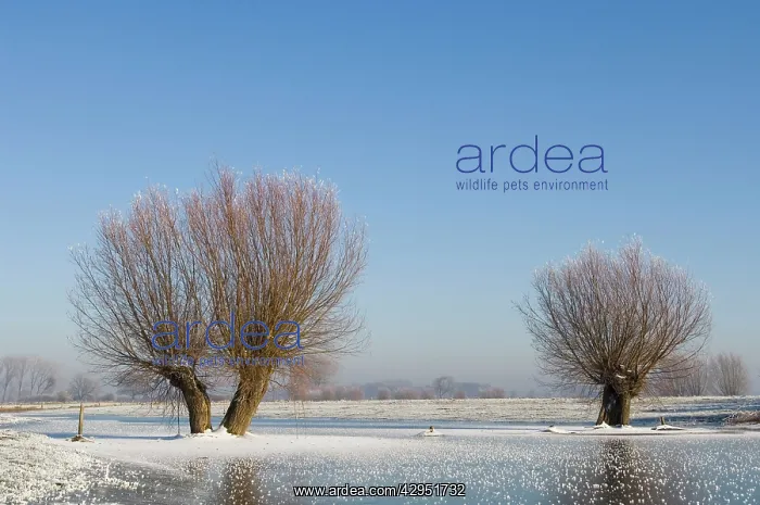 : River IJssel - Frozen foreland with rimed pollard : River IJssel - Frozen foreland with rimed pollard