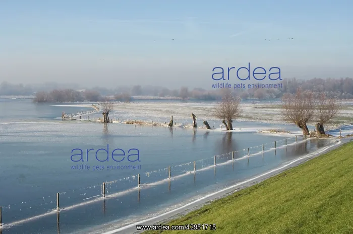 : River IJssel - frozen, rimed foreland with dike : River IJssel - frozen, rimed foreland with dike