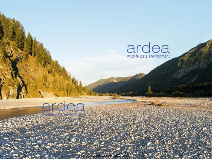 : The river Isar near Hinteriss, Bavaria : The river Isar near Hinteriss, Bavaria
