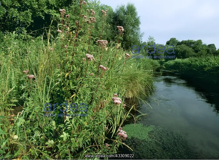 : RIVER Itchen - and Hemp Agrimony : RIVER Itchen - and Hemp Agrimony