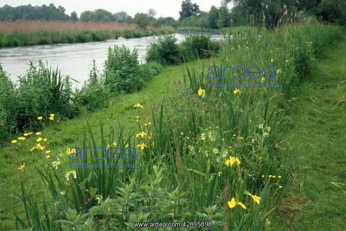 : River Itchen - showing bank vegetation & angler's path : River Itchen - showing bank vegetation & angler's path