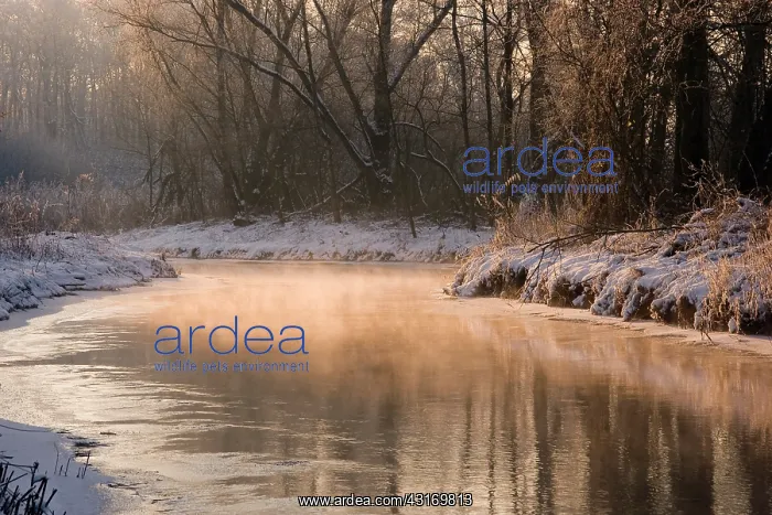: The river Kleine Dommel in the winter : The river Kleine Dommel in the winter