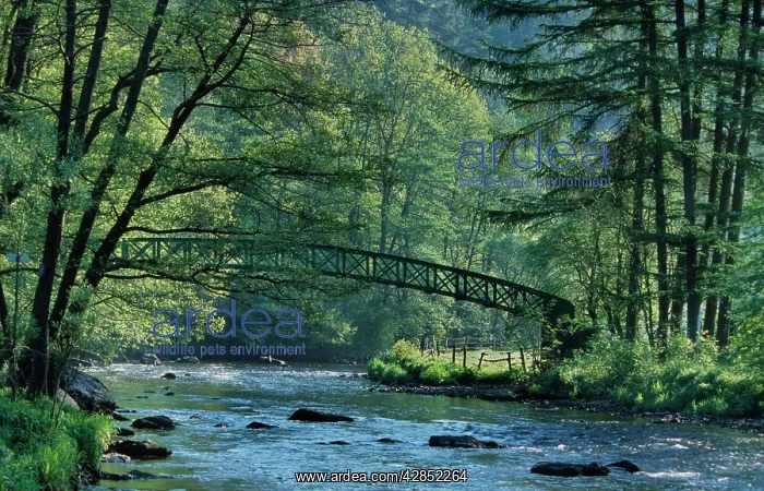 : River l'Ambleve with footpath bridge : River l'Ambleve with footpath bridge