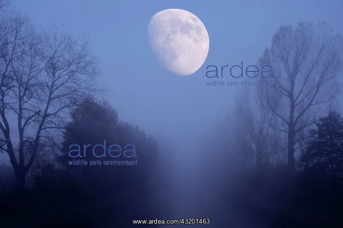 : River landscape with the moon, composing : River landscape with the moon, composing