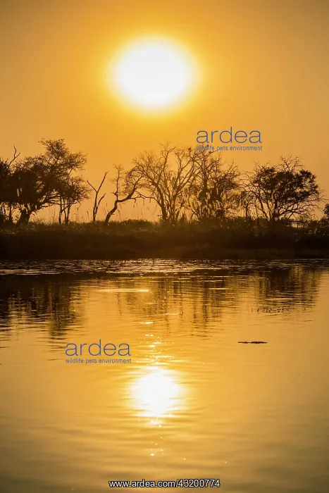 : River landscape in the Okavango Delta at sunset : River landscape in the Okavango Delta at sunset
