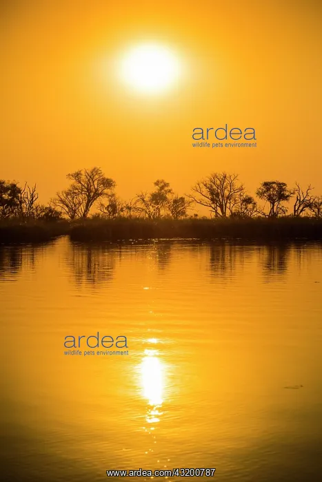 : River landscape in the Okavango Delta at sunset : River landscape in the Okavango Delta at sunset