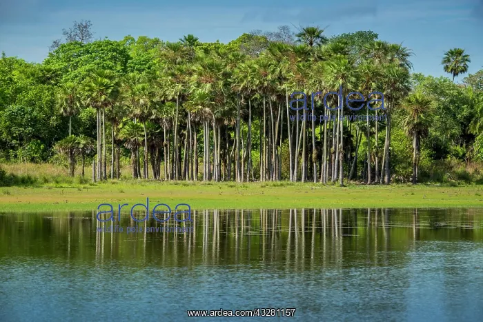 : River landscape with palm trees at the Rio Negro : River landscape with palm trees at the Rio Negro