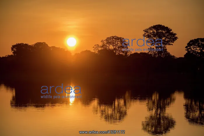 : River landscape with Rio Negro at sunset, Fazenda : River landscape with Rio Negro at sunset, Fazenda