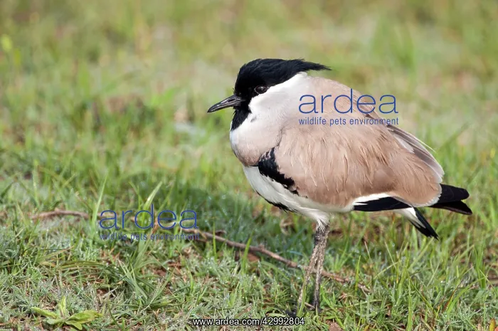 : River Lapwing - standing on bank : River Lapwing - standing on bank