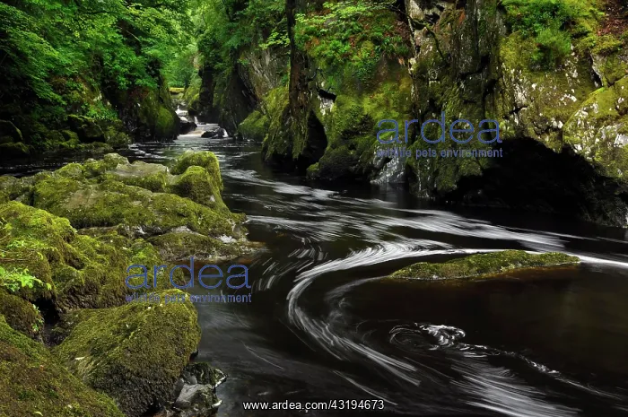 : River Llugwy or Afon Llugwy, Fairy Glen Gorge, Betws-y-Coed : River Llugwy or Afon Llugwy, Fairy Glen Gorge, Betws-y-Coed