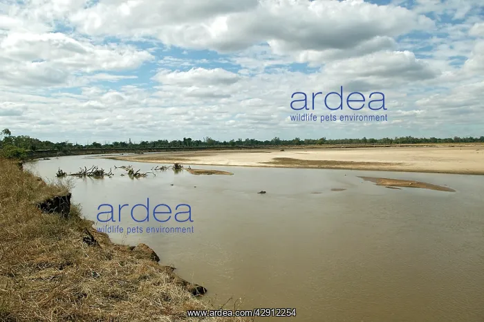 : River Luangwa : River Luangwa