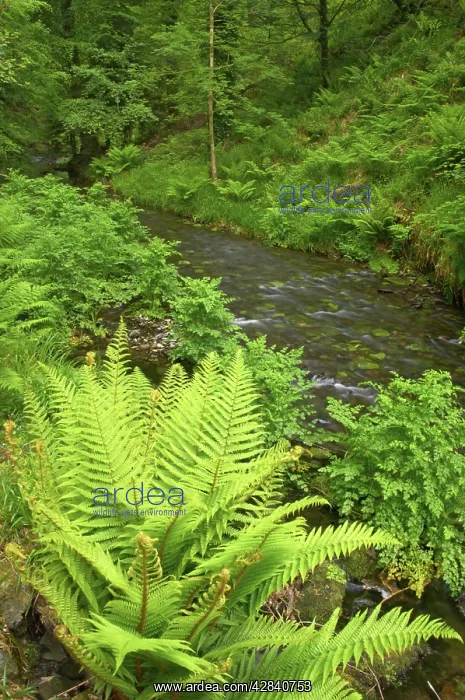 : River Lyd. Lydford Gorge, Dartmoor National Park, Devon, UK : River Lyd. Lydford Gorge, Dartmoor National Park, Devon, UK