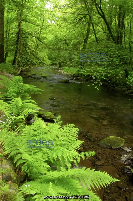 : River Lyd - Lydford Gorge : River Lyd - Lydford Gorge