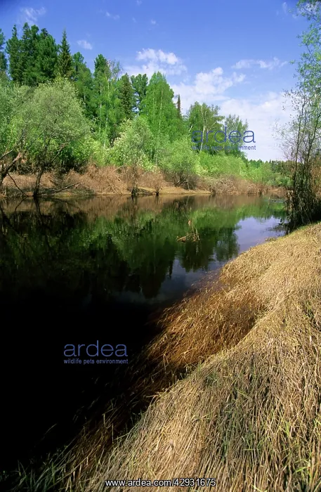 : River Negustyah in middle current. Dark water is : River Negustyah in middle current. Dark water is