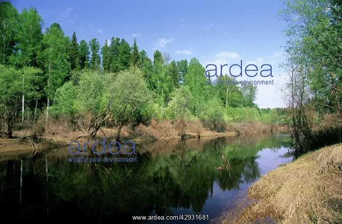 : River Negustyah in middle current. Dark water is : River Negustyah in middle current. Dark water is