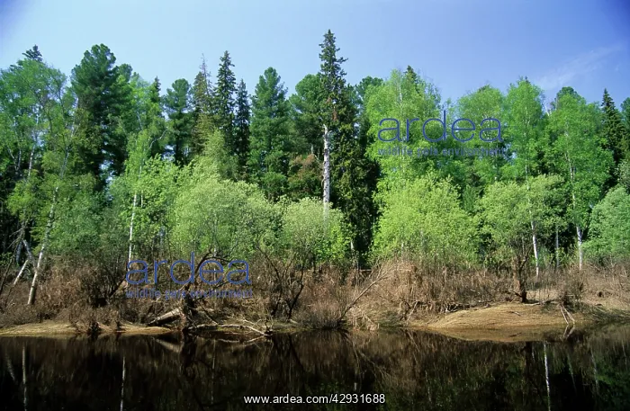 : River Negustyah in middle current. Dark water is : River Negustyah in middle current. Dark water is