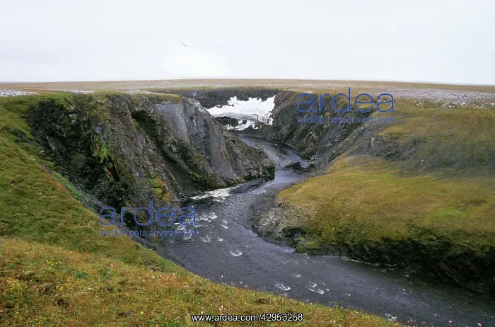 : River Obrivistaya - very close to Kara sea shore : River Obrivistaya - very close to Kara sea shore