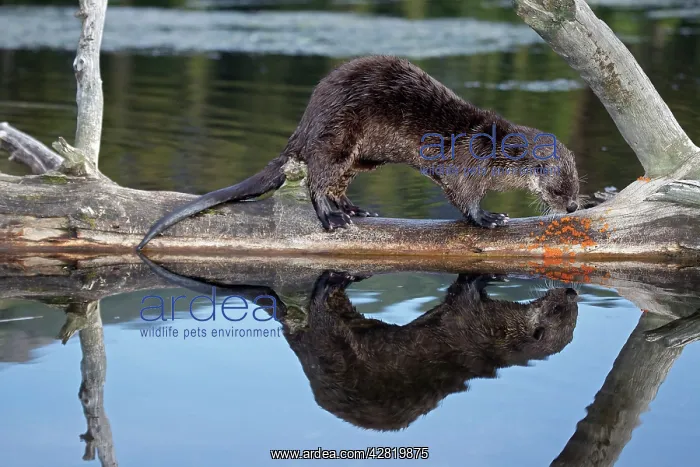  : River Otter