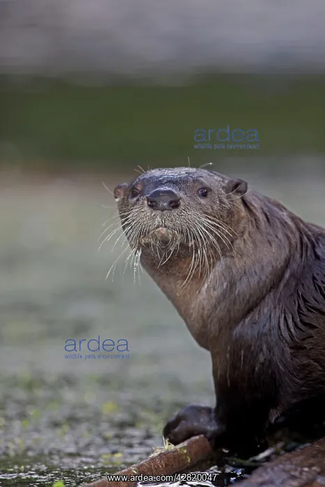 : River Otter : River Otter