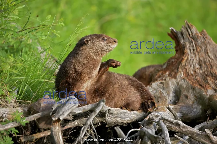 : River Otter : River Otter