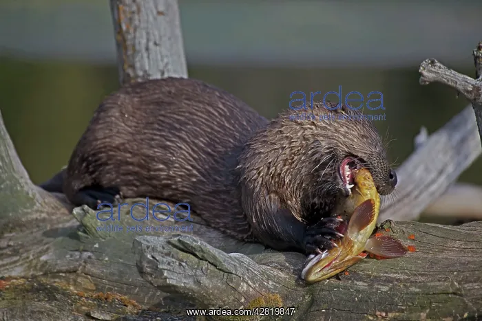 : River Otter - eating Cutthroat Trout : River Otter - eating Cutthroat Trout