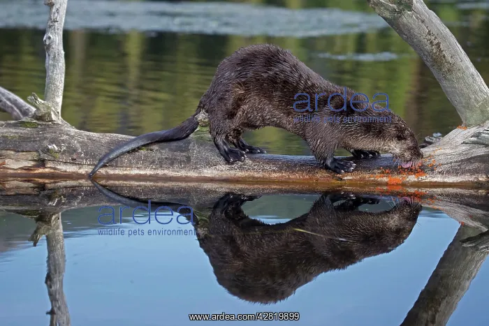 : River Otter - eating Cutthroat Trout : River Otter - eating Cutthroat Trout