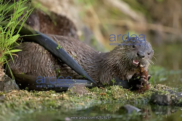: River Otter - eating Cutthroat Trout : River Otter - eating Cutthroat Trout