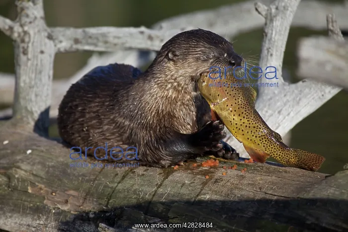 : River Otter - eating Cutthroat Trout : River Otter - eating Cutthroat Trout