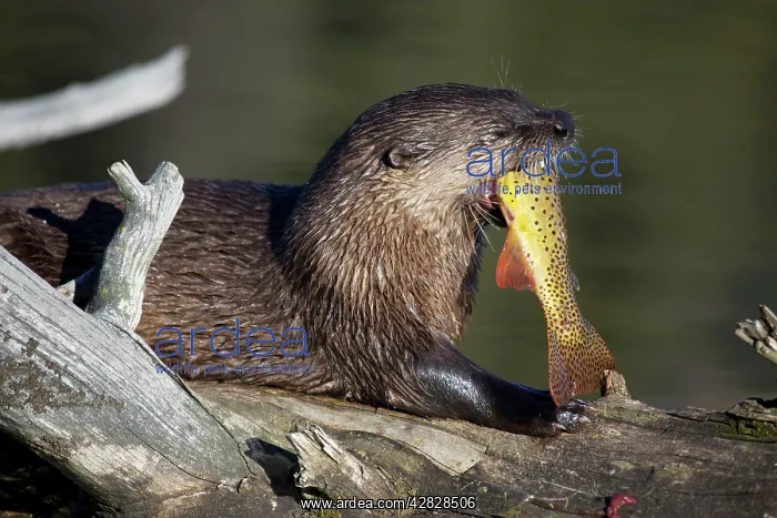 : River Otter - eating Cutthroat Trout : River Otter - eating Cutthroat Trout