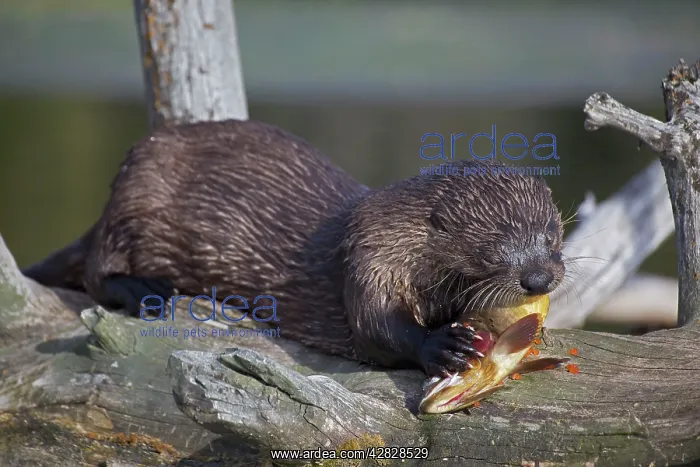 : River Otter - eating Cutthroat Trout : River Otter - eating Cutthroat Trout