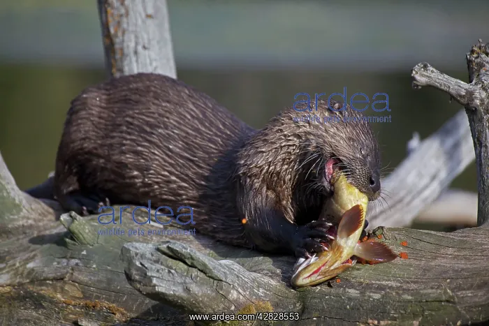 : River Otter - eating Cutthroat Trout : River Otter - eating Cutthroat Trout