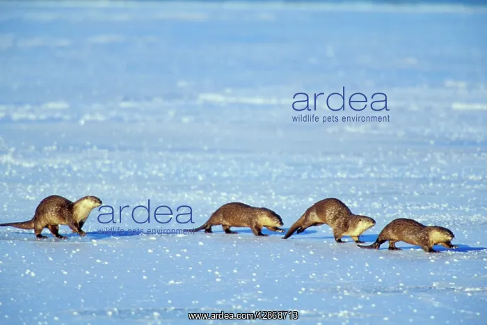  : River Otter - family traveling across frozen lake in winter