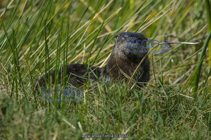 : River otter in grass - River otter resting in grass : River otter in grass - River otter resting in grass