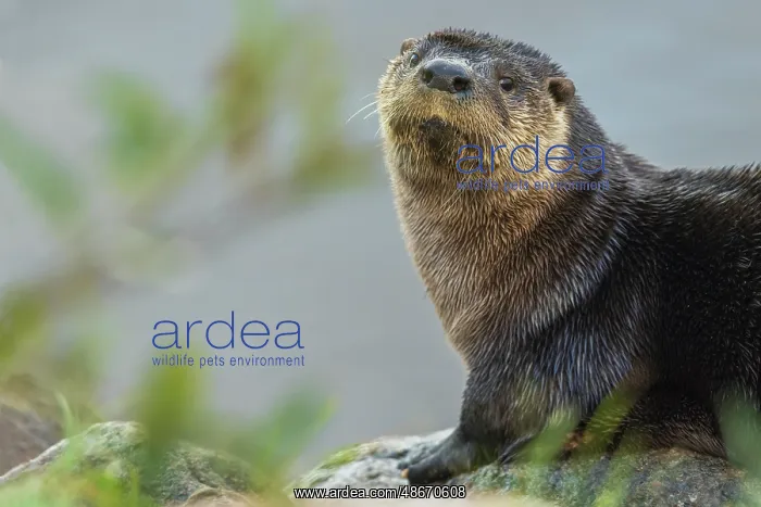 : River otter pauses for a moment while foraging along a river : River otter pauses for a moment while foraging along a river