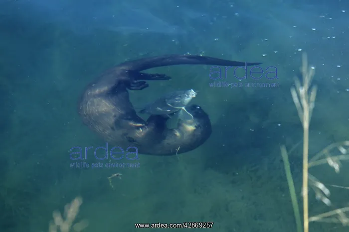 : River Otter - playing with fish it will eventually eat : River Otter - playing with fish it will eventually eat