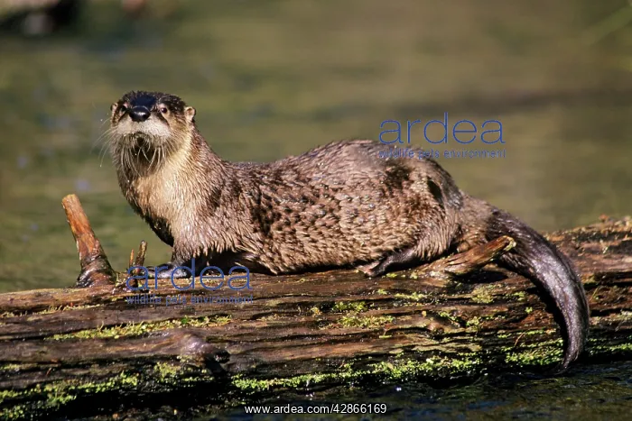 : River Otter - resting on log in small stream, spring : River Otter - resting on log in small stream, spring