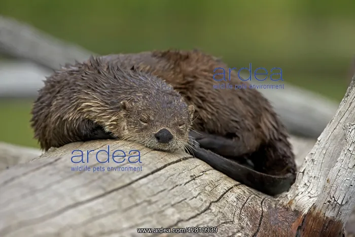 : River Otter - sleeping on log : River Otter - sleeping on log