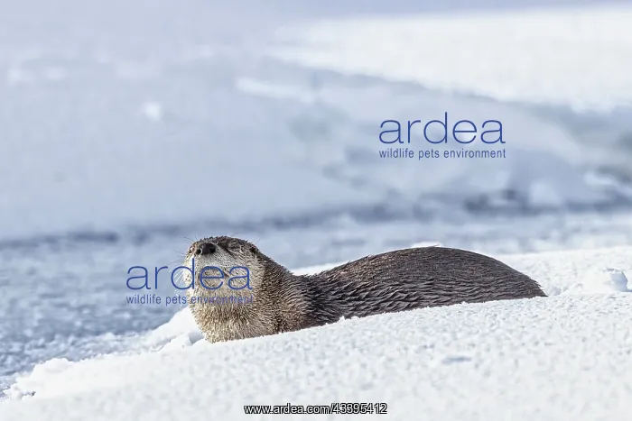 : River otter in the snow in the Lamar Valley of Yellowstone : River otter in the snow in the Lamar Valley of Yellowstone