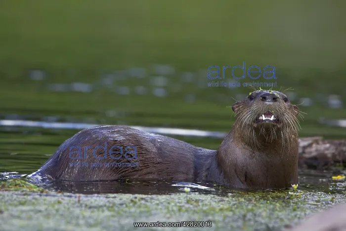 : River Otter - swimming : River Otter - swimming