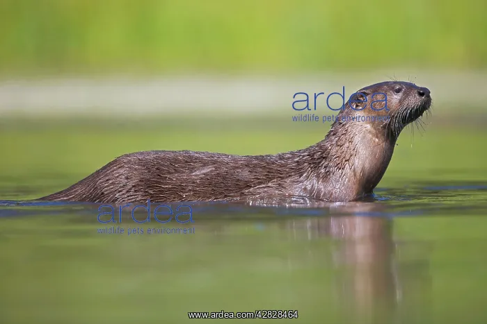 : River Otter - swimming : River Otter - swimming