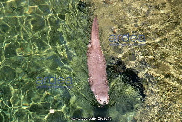 : River OTTER - in water : River OTTER - in water