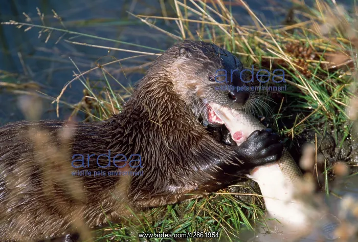 : River OTTERS - feeding on fish : River OTTERS - feeding on fish