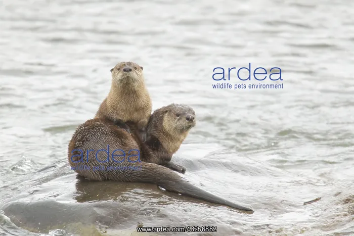 : Two River Otters (Lontra canadensis) on a rock : Two River Otters (Lontra canadensis) on a rock