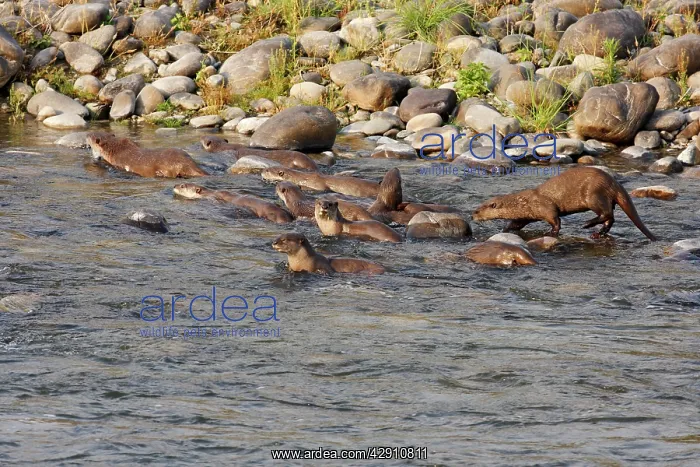 : River Otters in the river Ramganga : River Otters in the river Ramganga