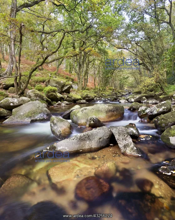  : The River Plym flowing through Dewerstone Woods